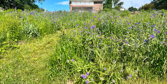 Transforming Lawns into Wildlife Havens: Embracing Meadows for a Greener Future