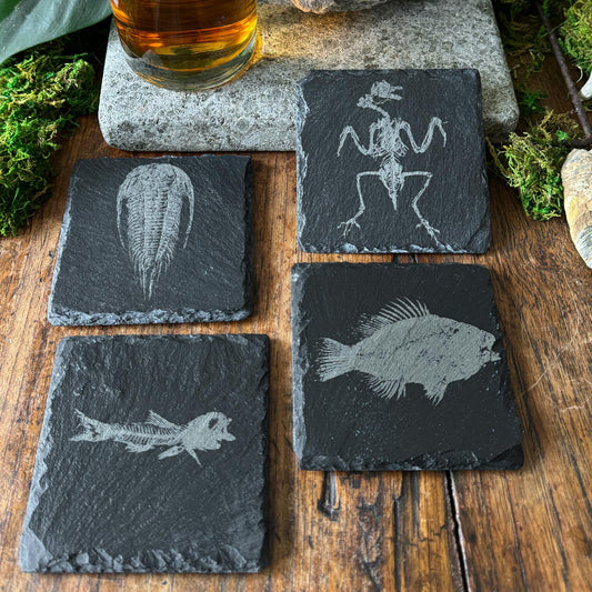 Fossil Slate Coasters